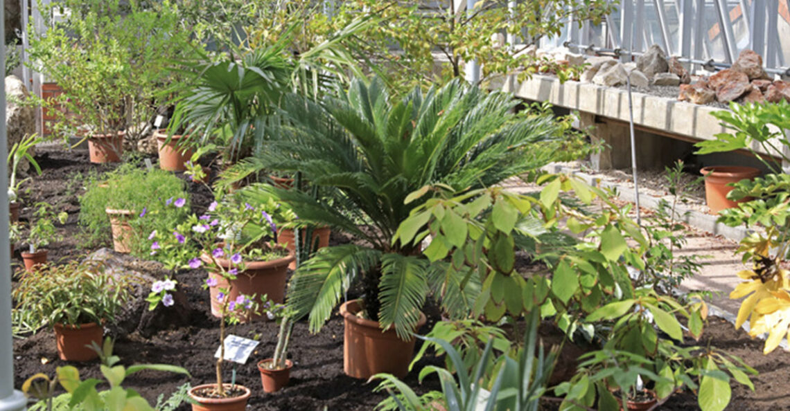 Gruson-Gewächshäuser laden zum botanischen Pflanzenmarkt ein